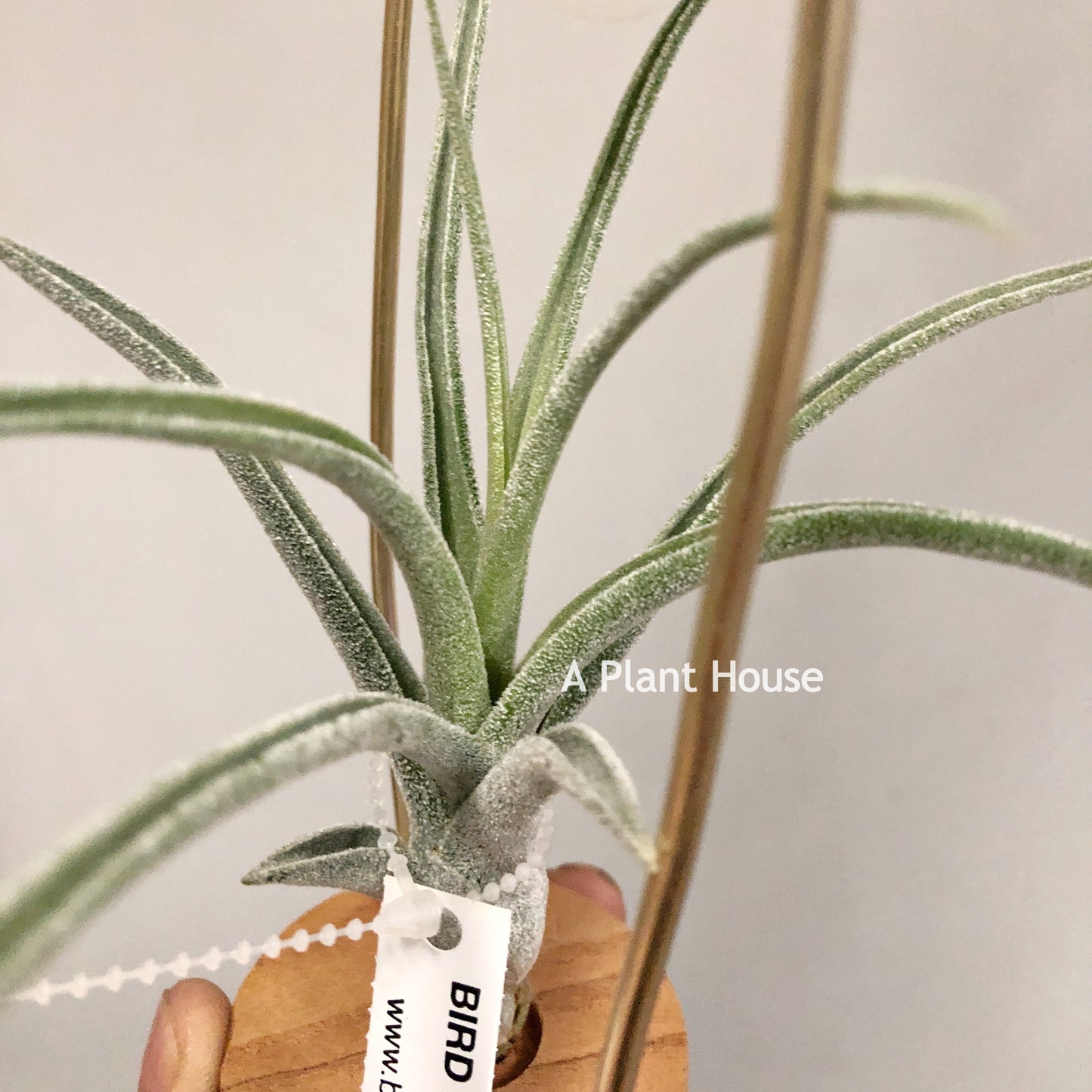 Tillandsia Sitting Pretty