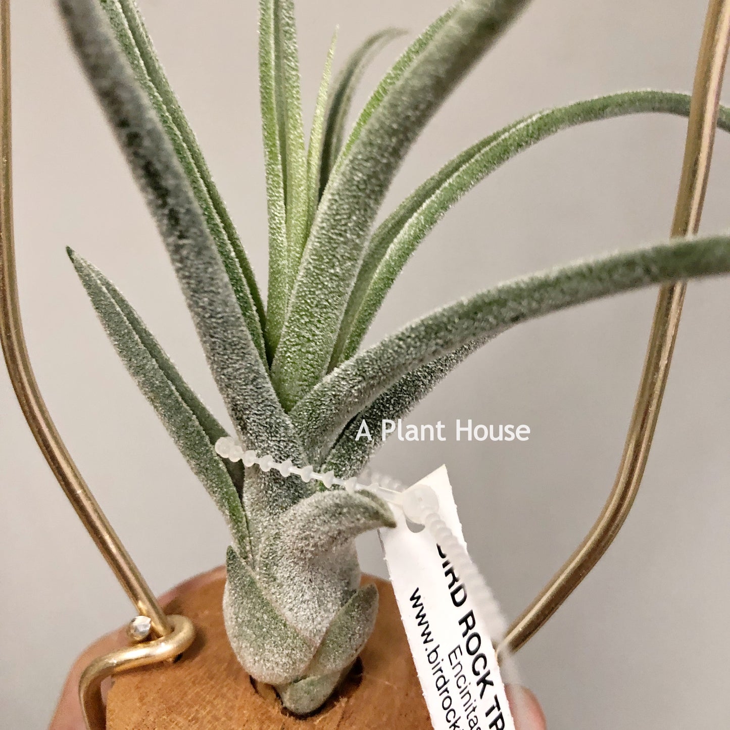 Tillandsia Sitting Pretty