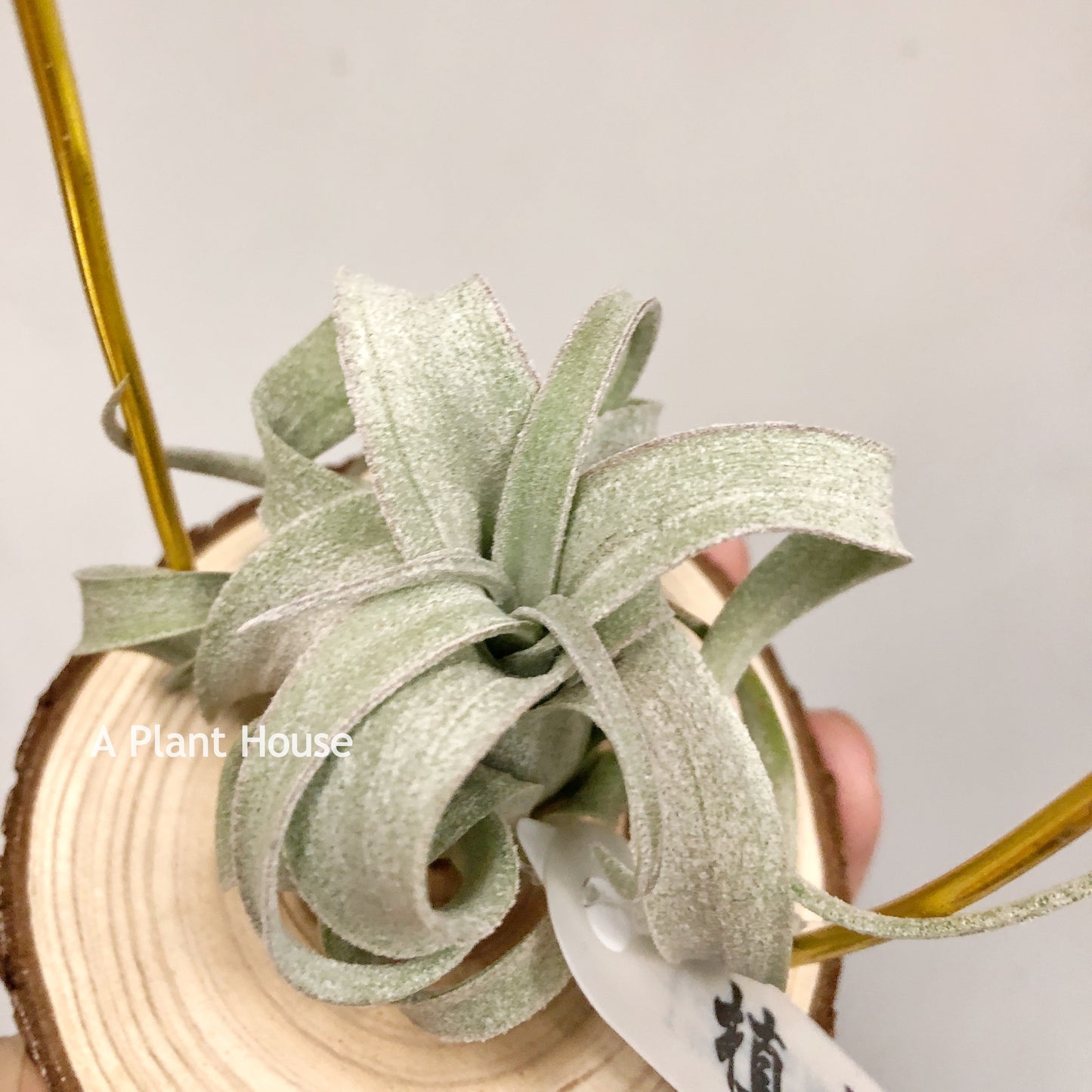 Tillandsia Wonder Of Wonders