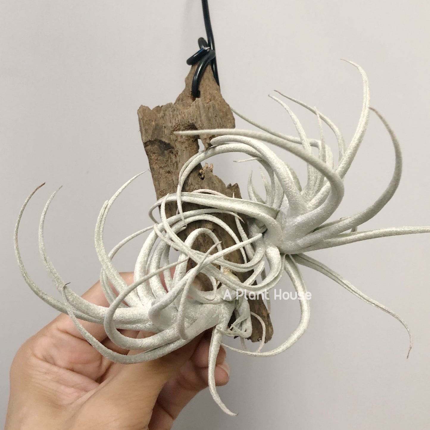 Tillandsia Mitlaensis V. Tulensis