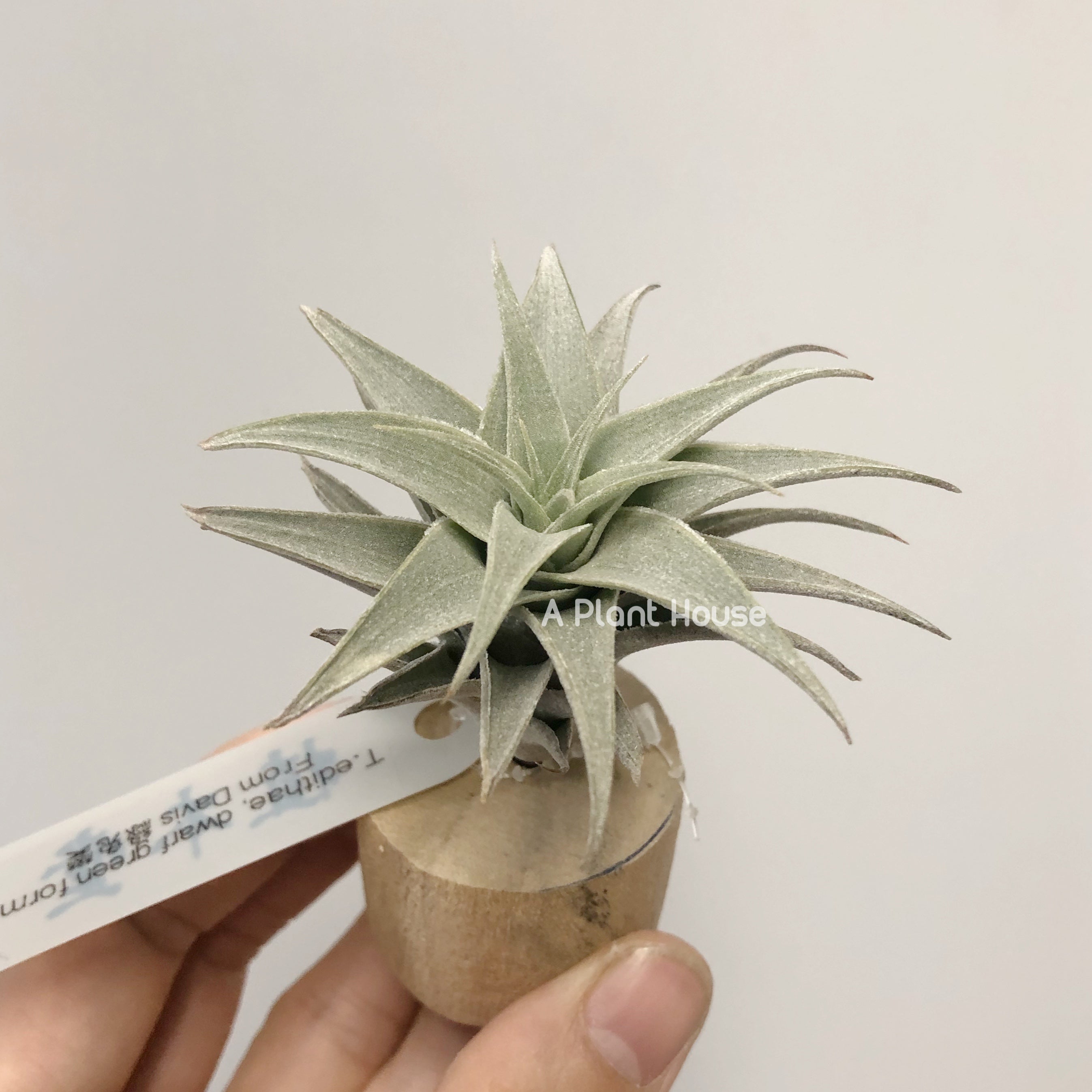 Tillandsia Edithae Dwarf Green Form – APlantHouse