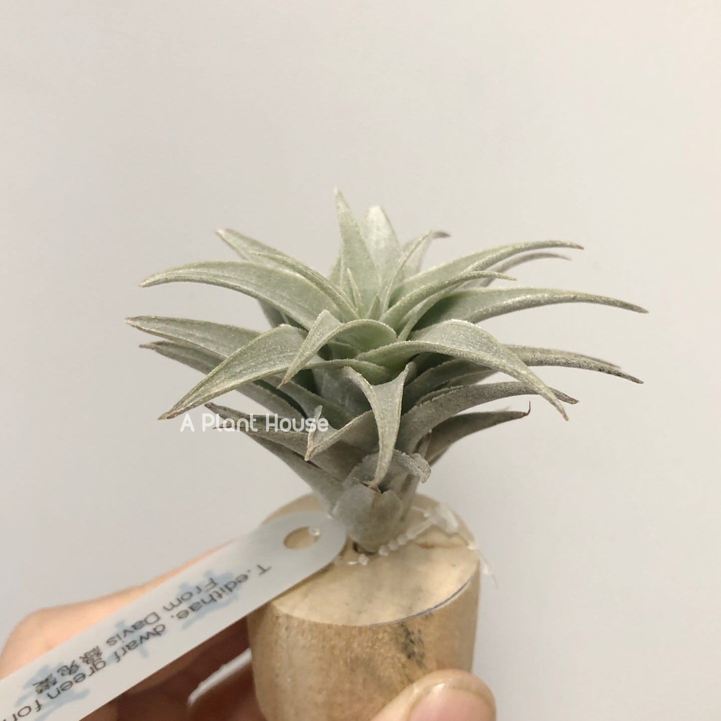 Tillandsia Edithae Dwarf Green Form