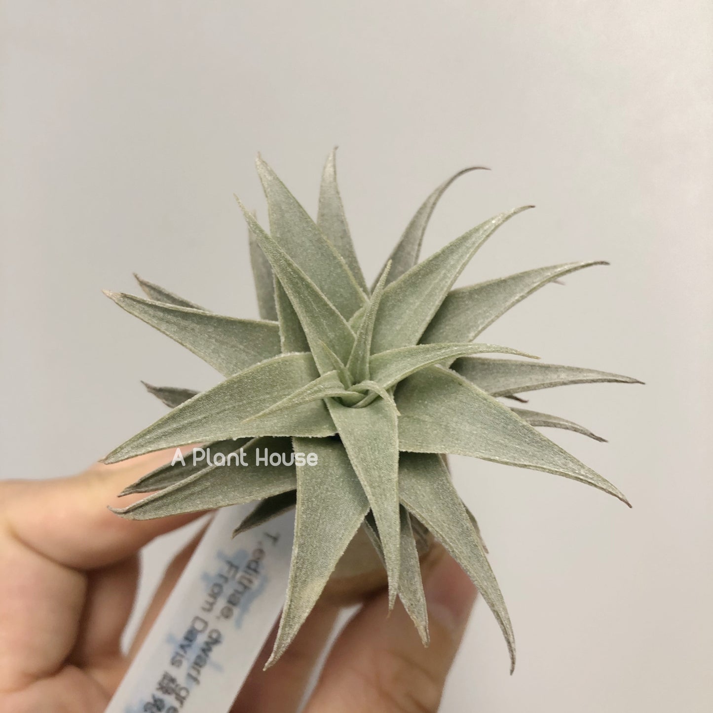 Tillandsia Edithae Dwarf Green Form