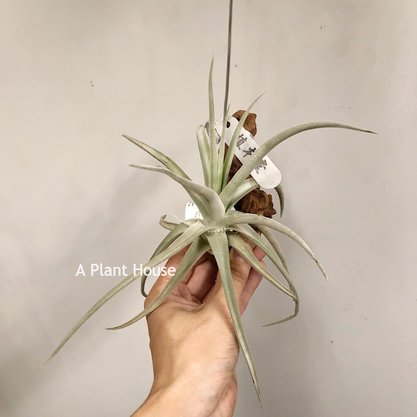 Tillandsia Spike Galore