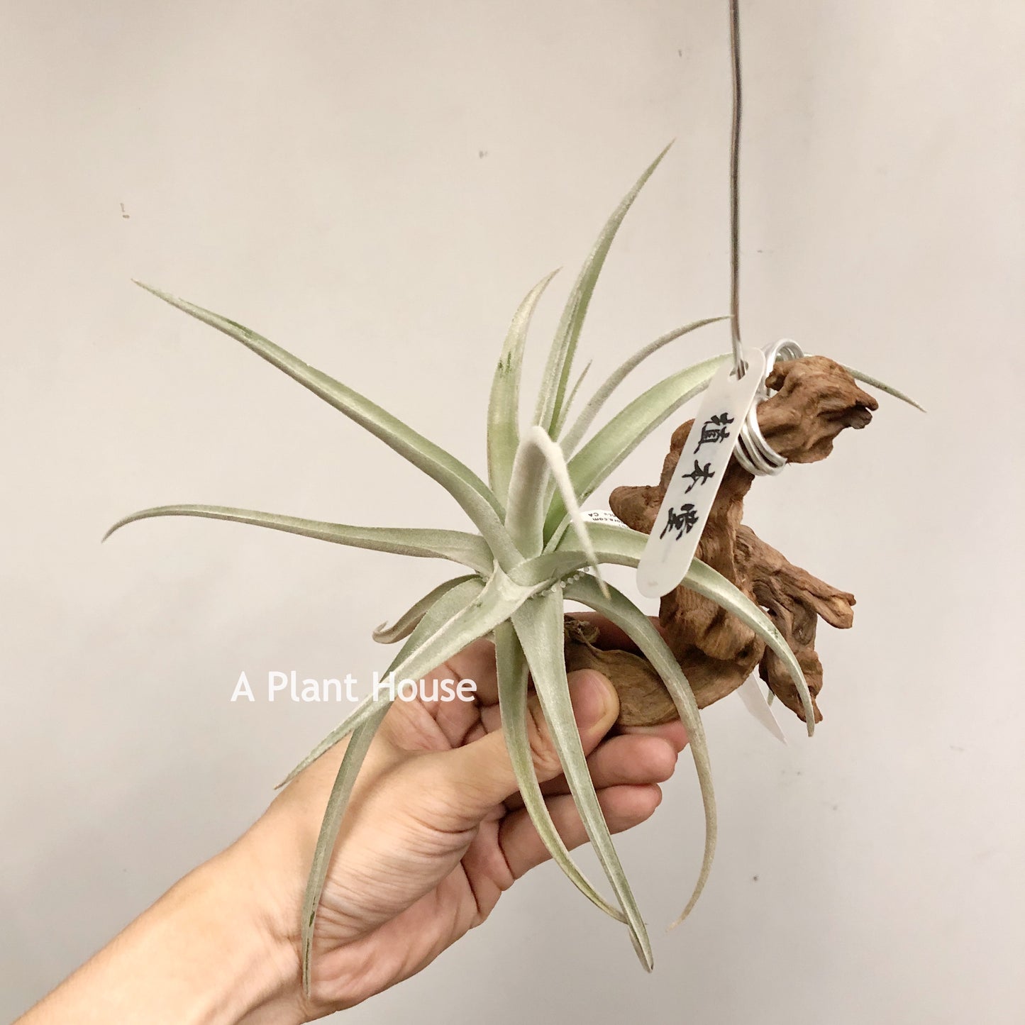 Tillandsia Spike Galore