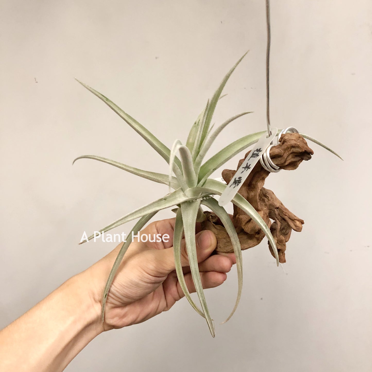 Tillandsia Spike Galore
