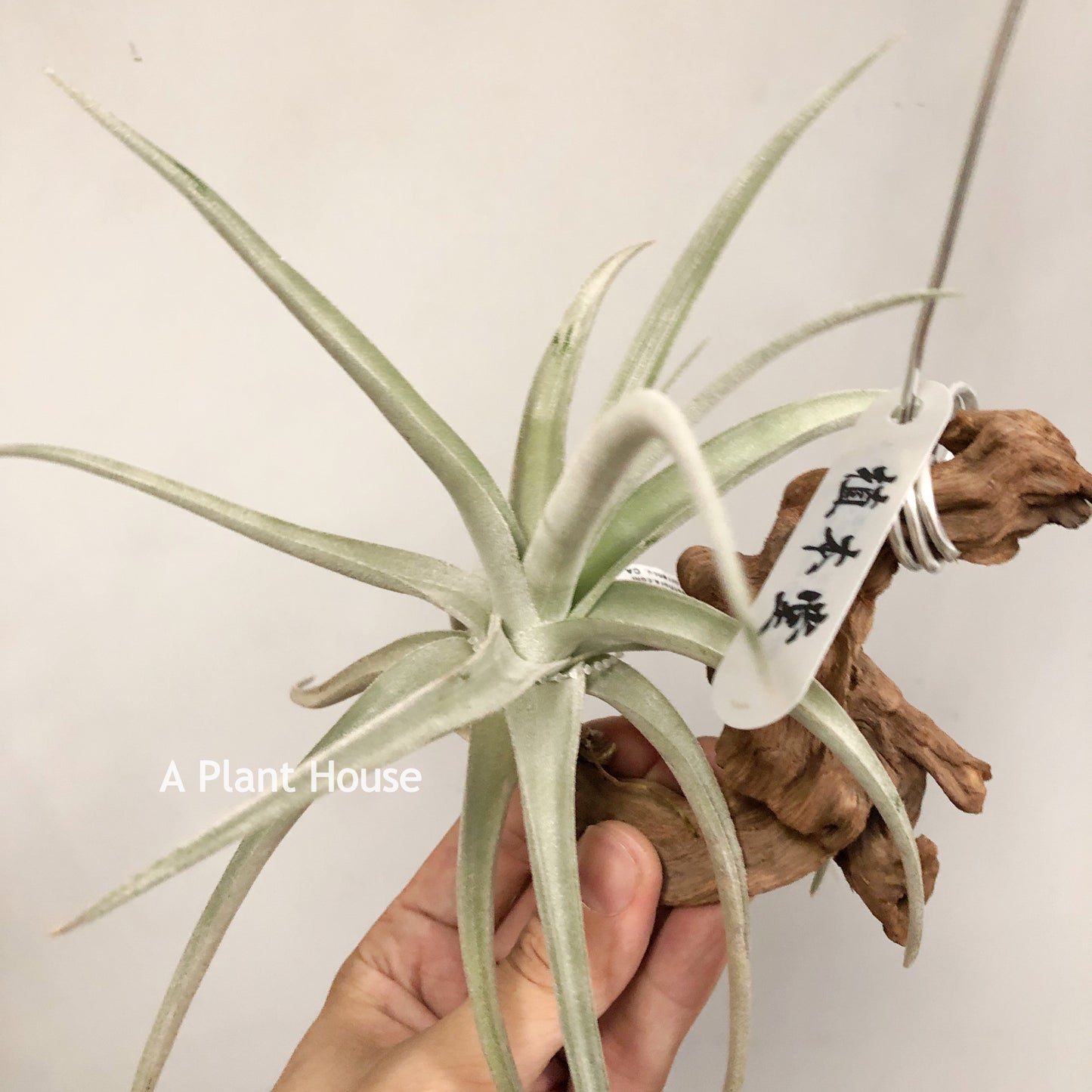 Tillandsia Spike Galore