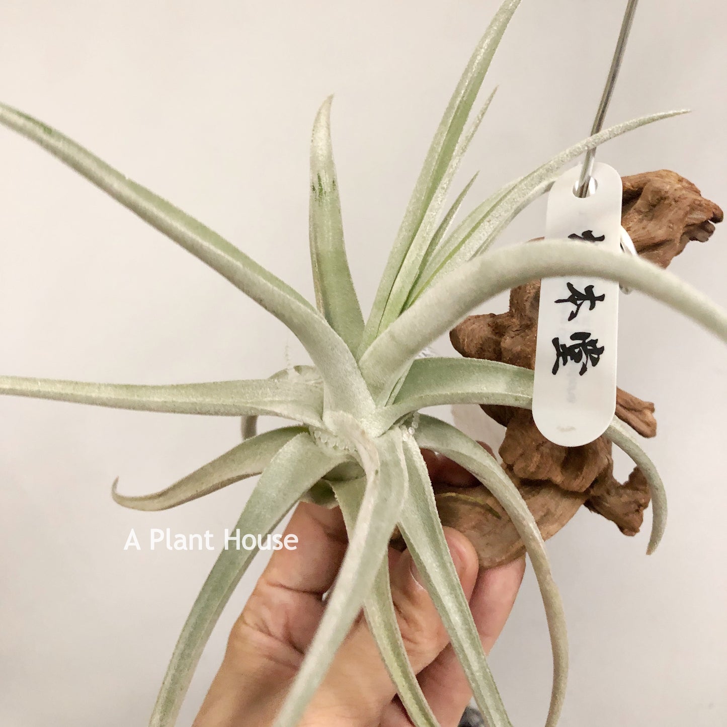 Tillandsia Spike Galore