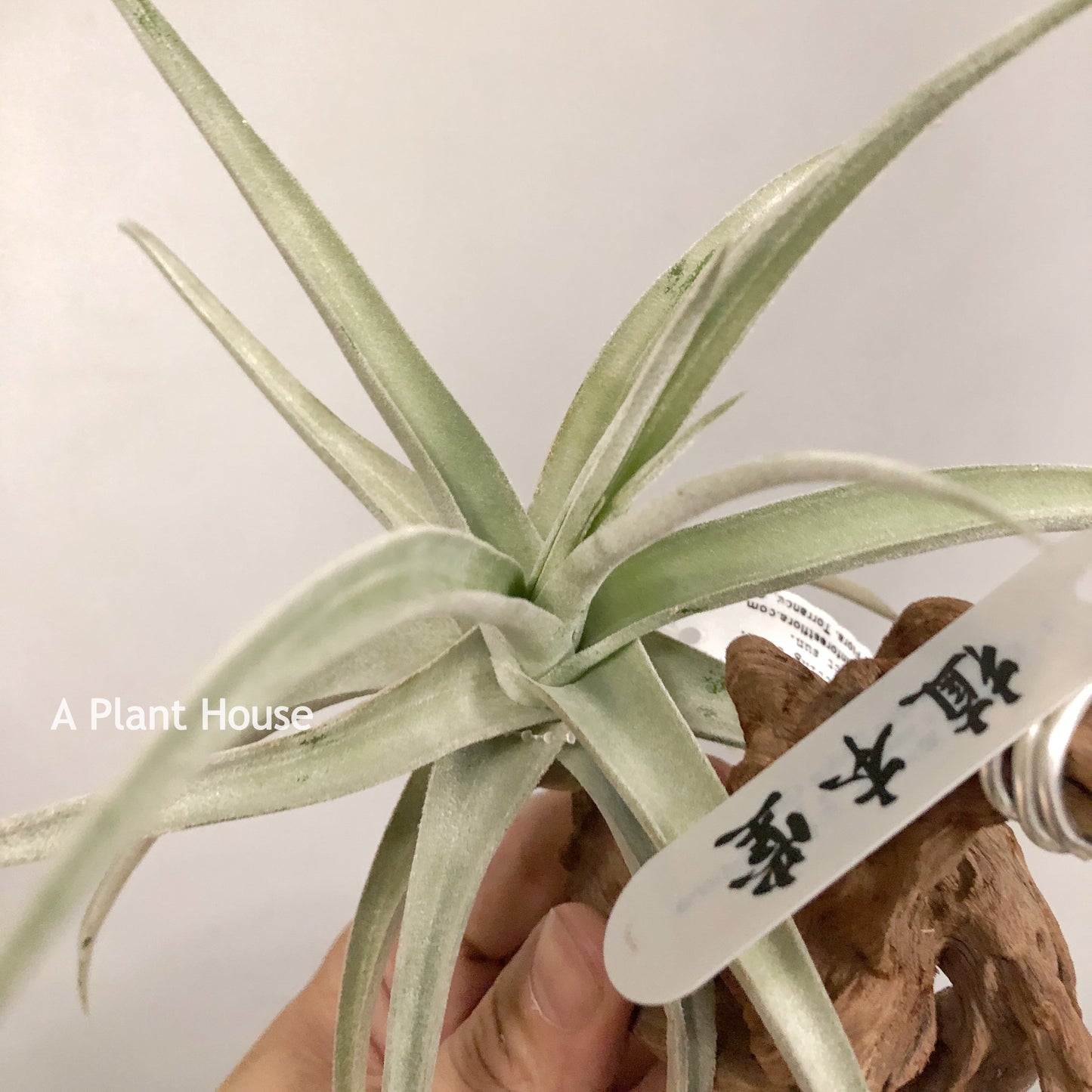 Tillandsia Spike Galore