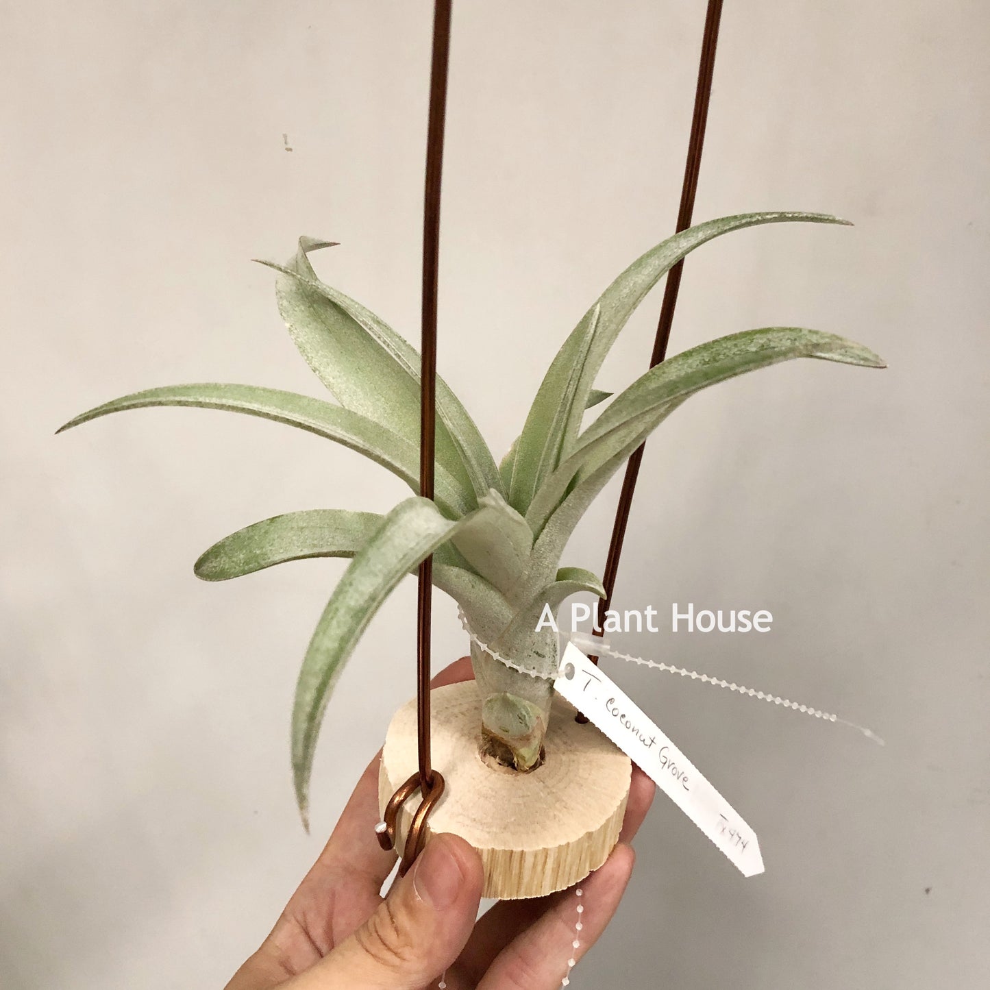 Tillandsia Coconut Grove