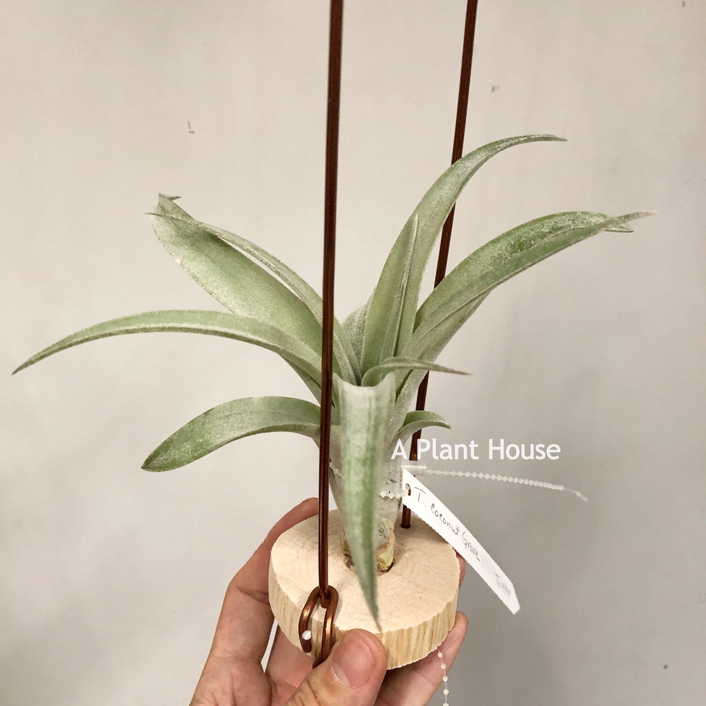 Tillandsia Coconut Grove