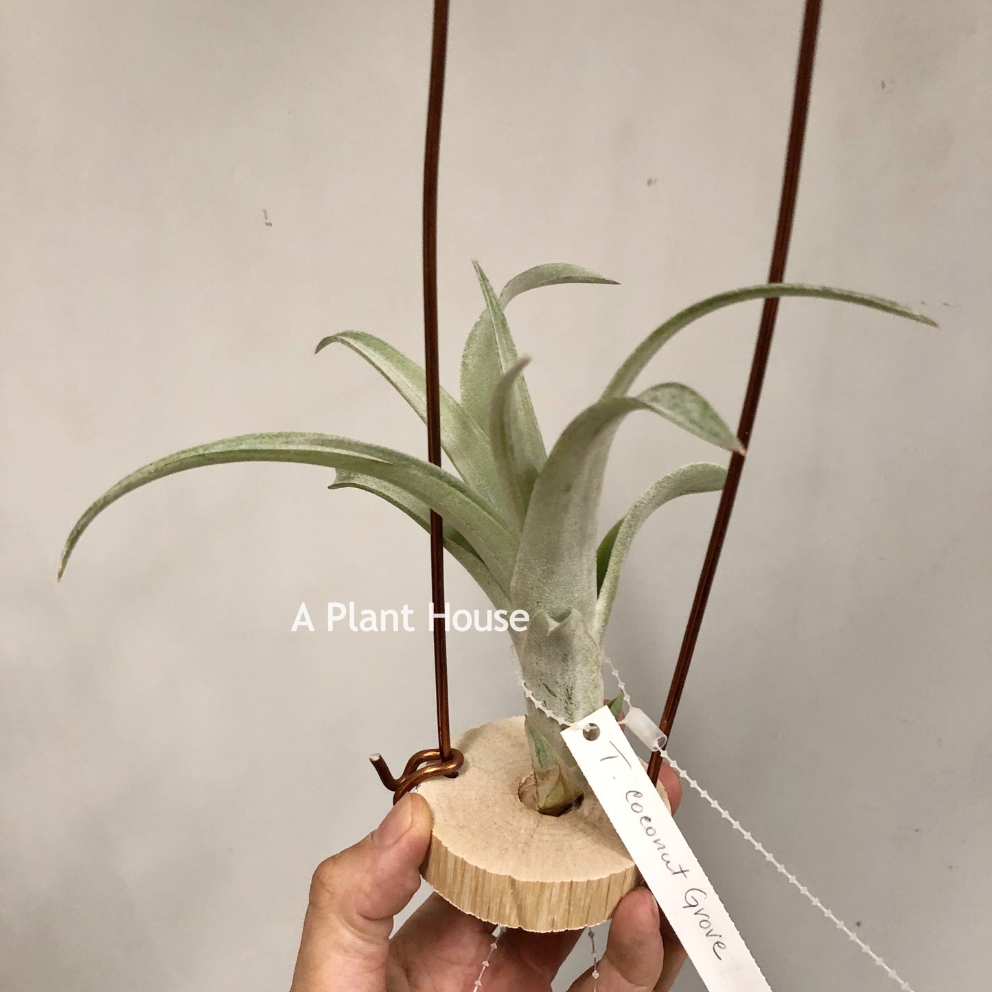 Tillandsia Coconut Grove