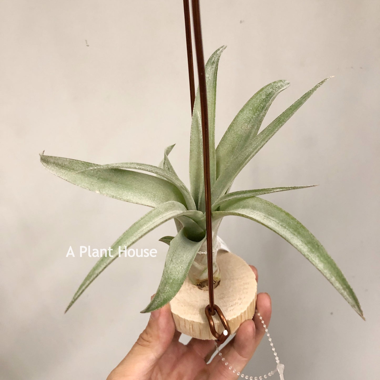 Tillandsia Coconut Grove