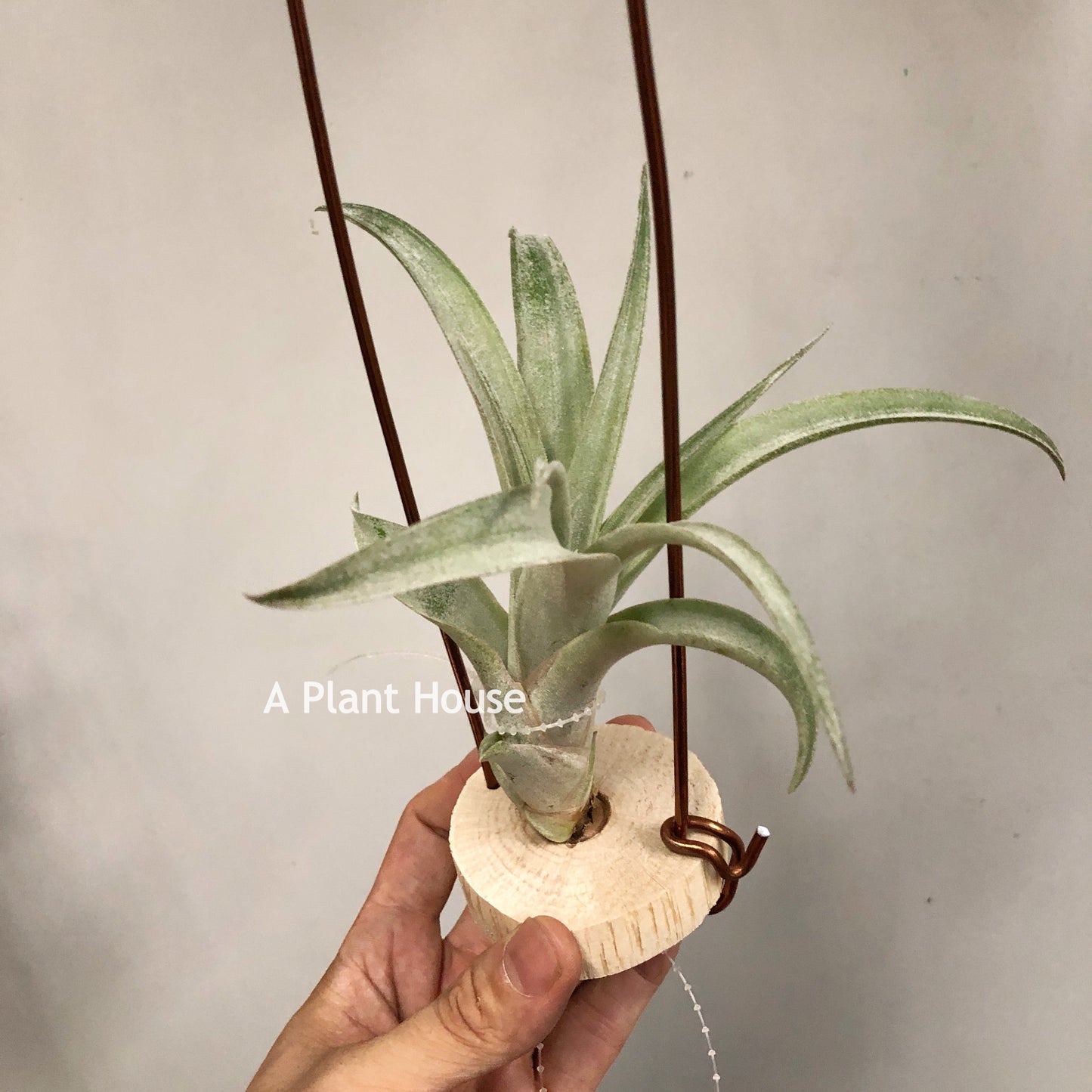 Tillandsia Coconut Grove