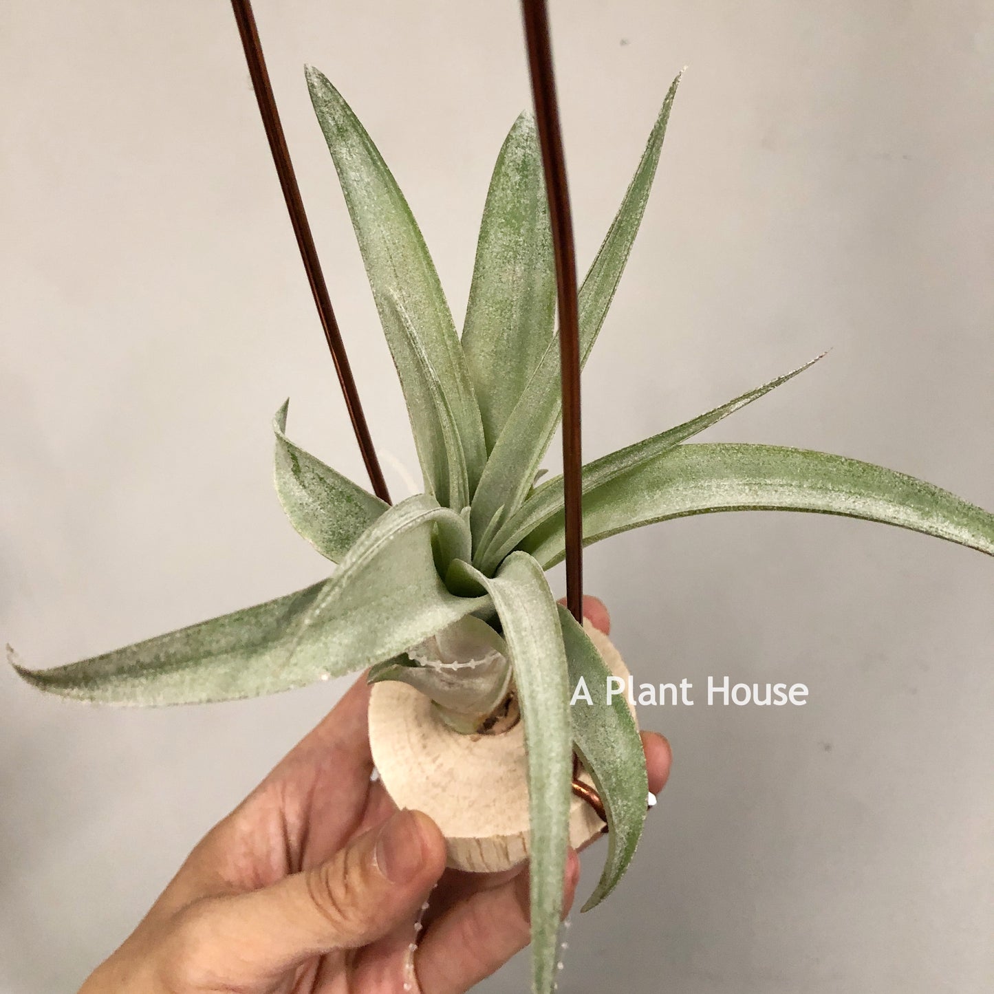 Tillandsia Coconut Grove