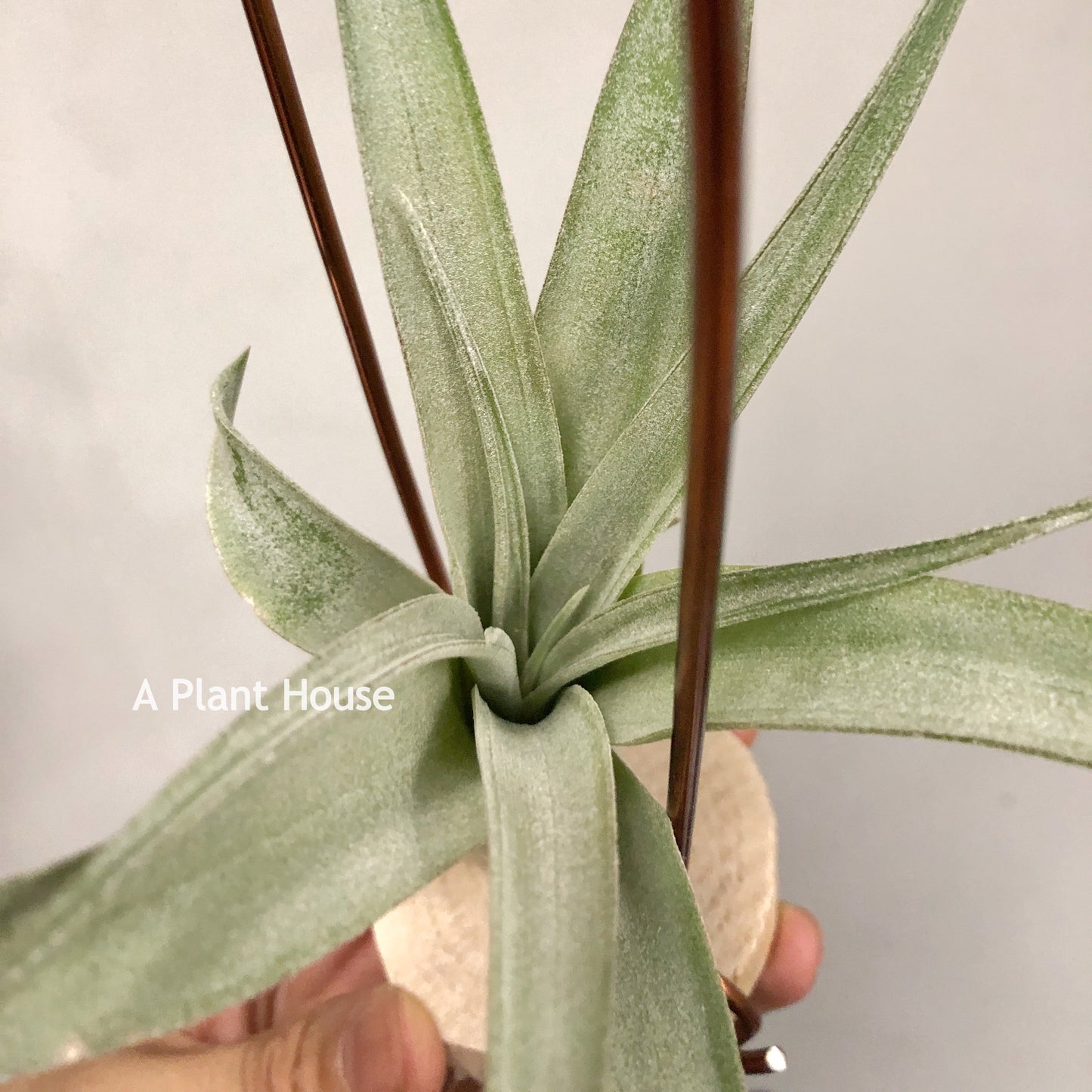 Tillandsia Coconut Grove