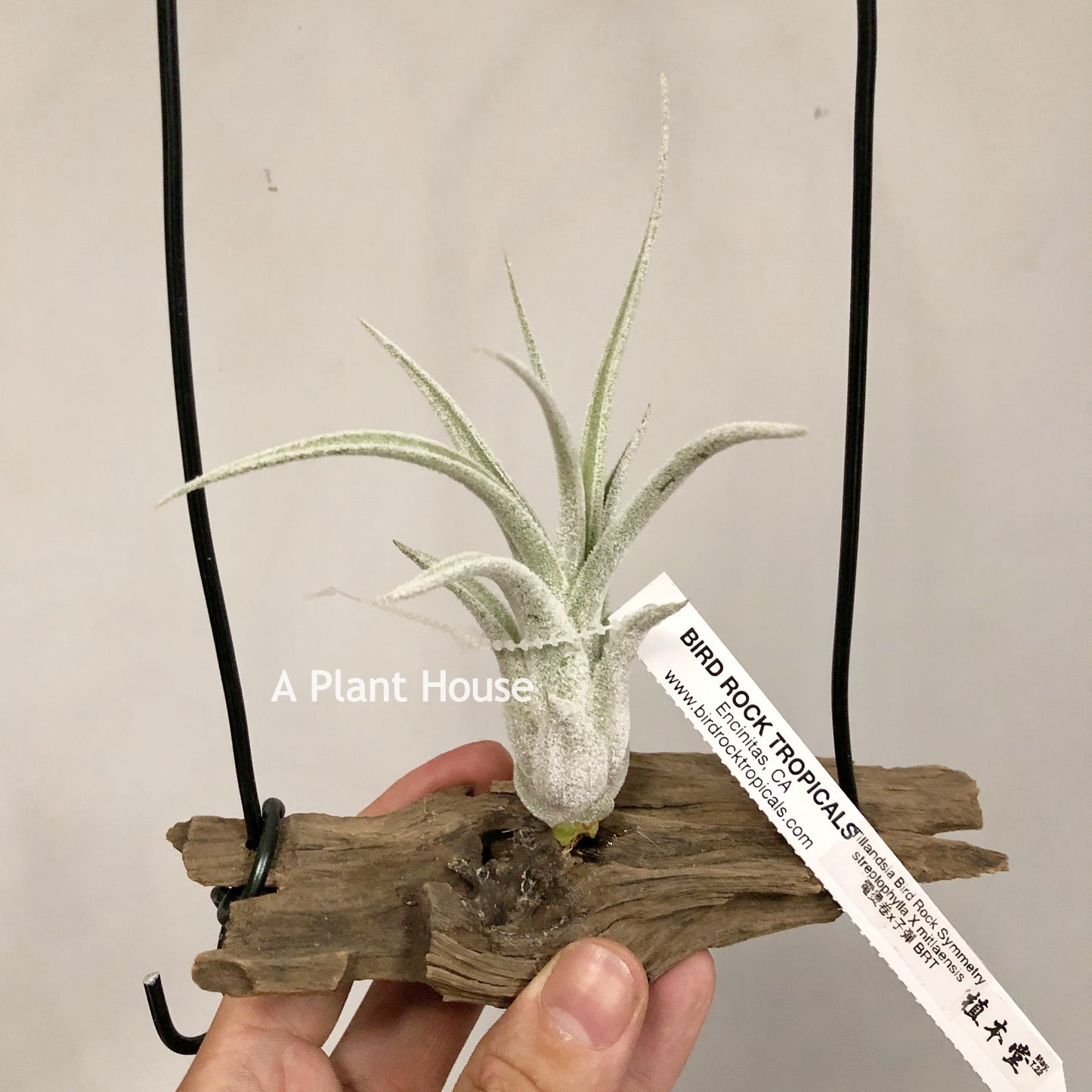 Tillandsia Bird Rock Symmetry