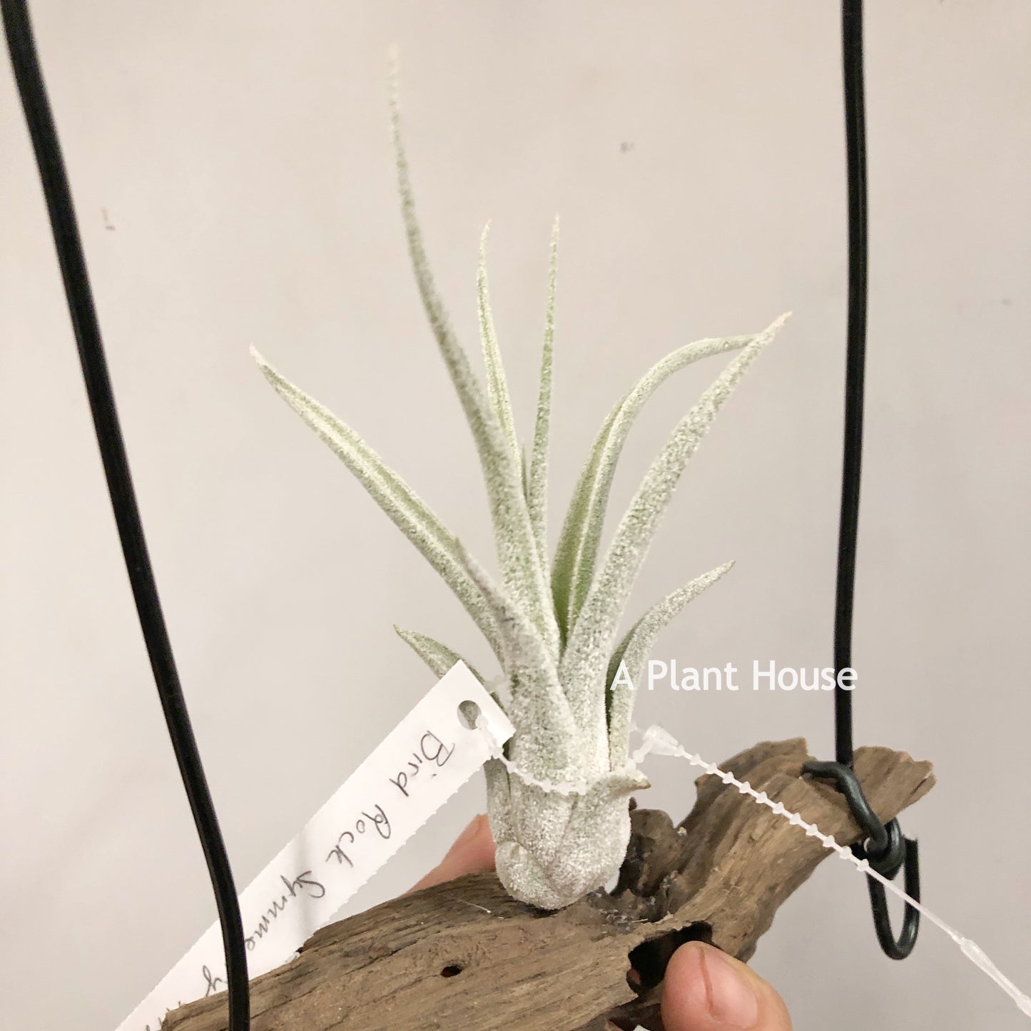 Tillandsia Bird Rock Symmetry