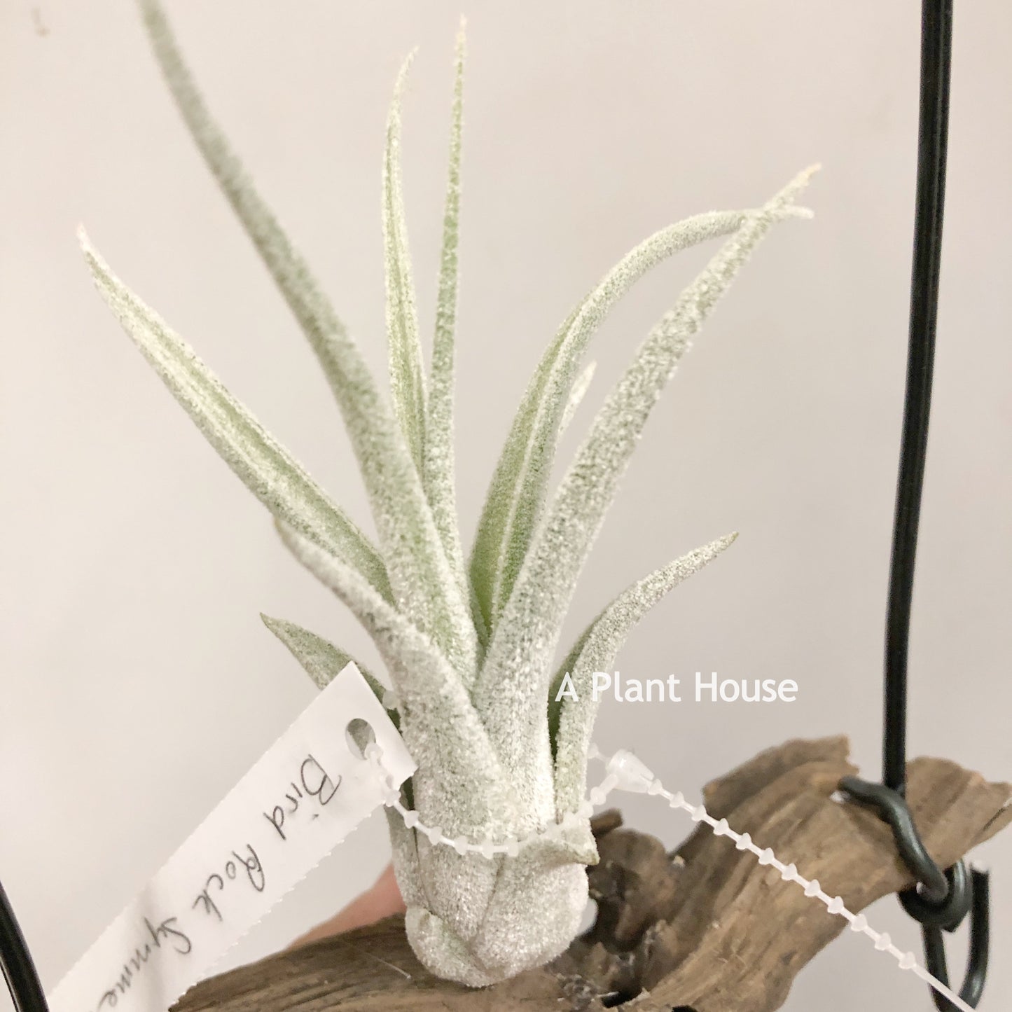 Tillandsia Bird Rock Symmetry