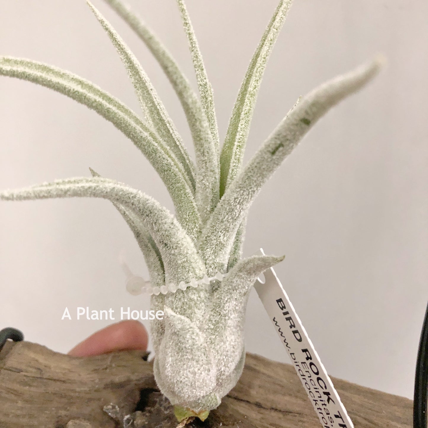 Tillandsia Bird Rock Symmetry
