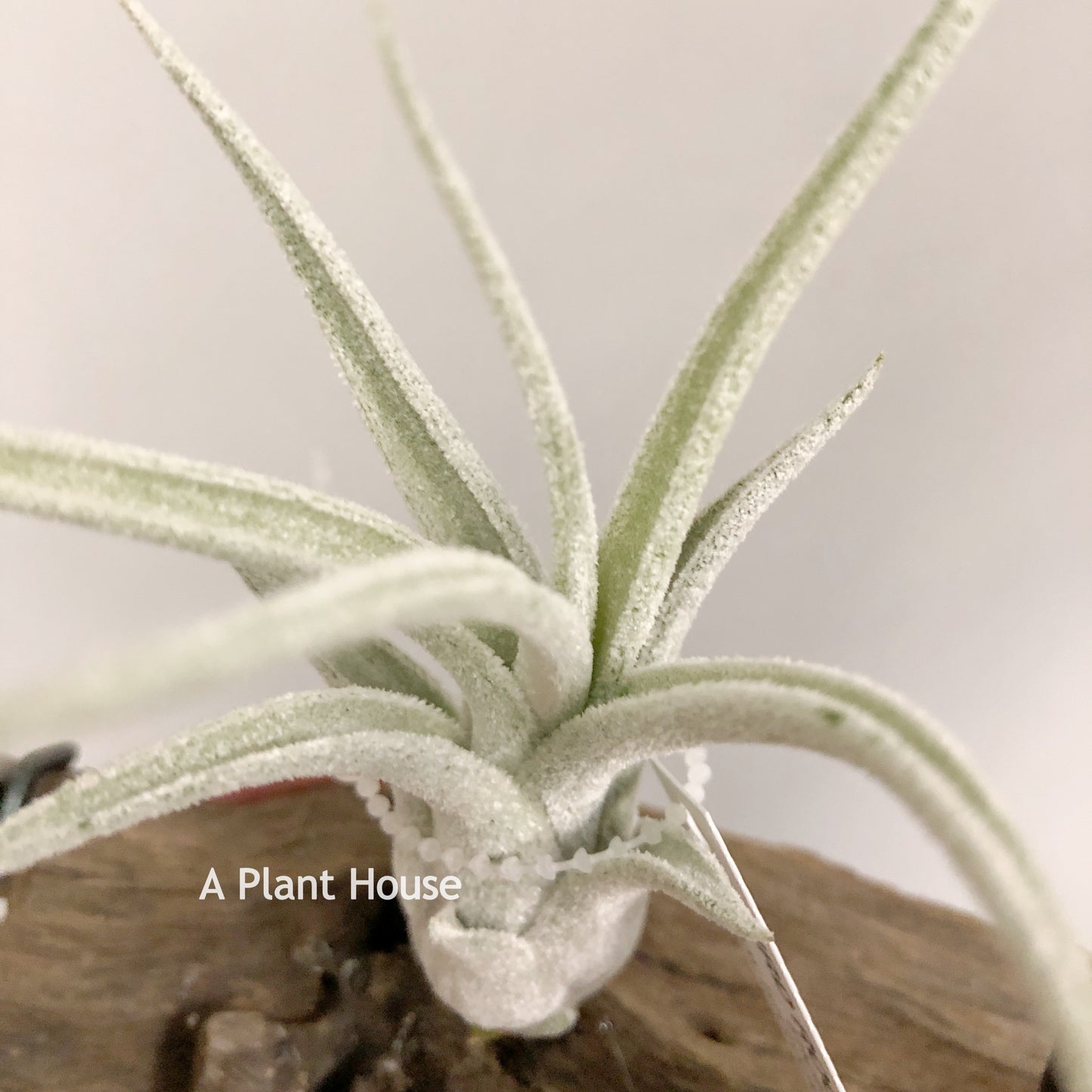 Tillandsia Bird Rock Symmetry
