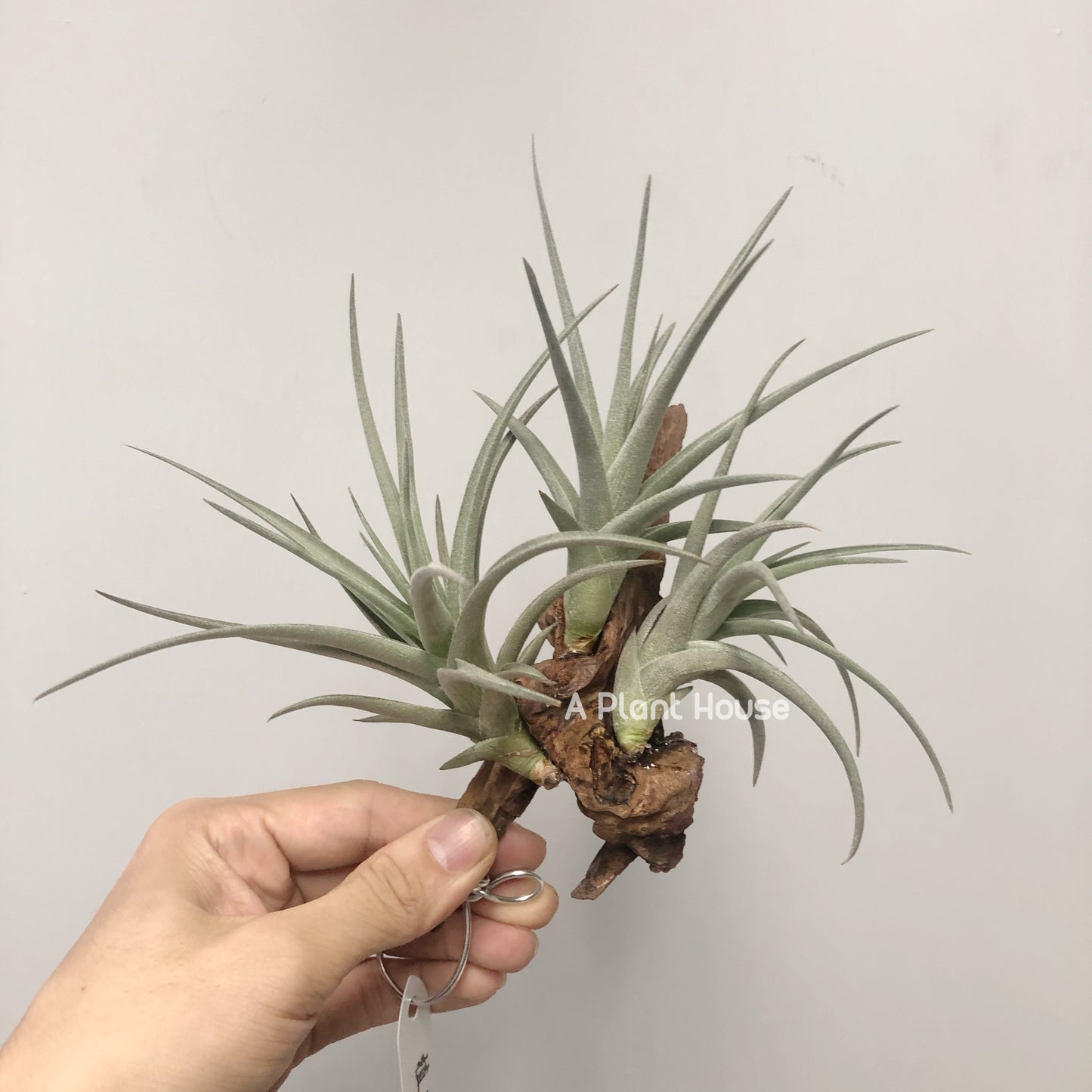 Tillandsia Bermejoensis