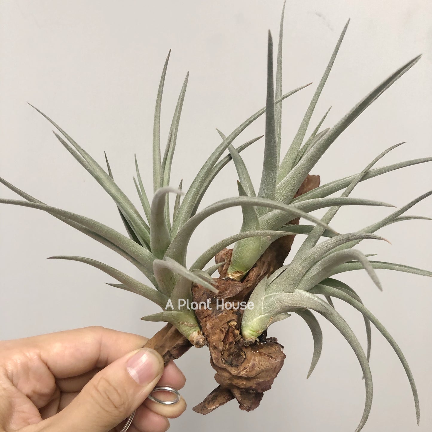 Tillandsia Bermejoensis