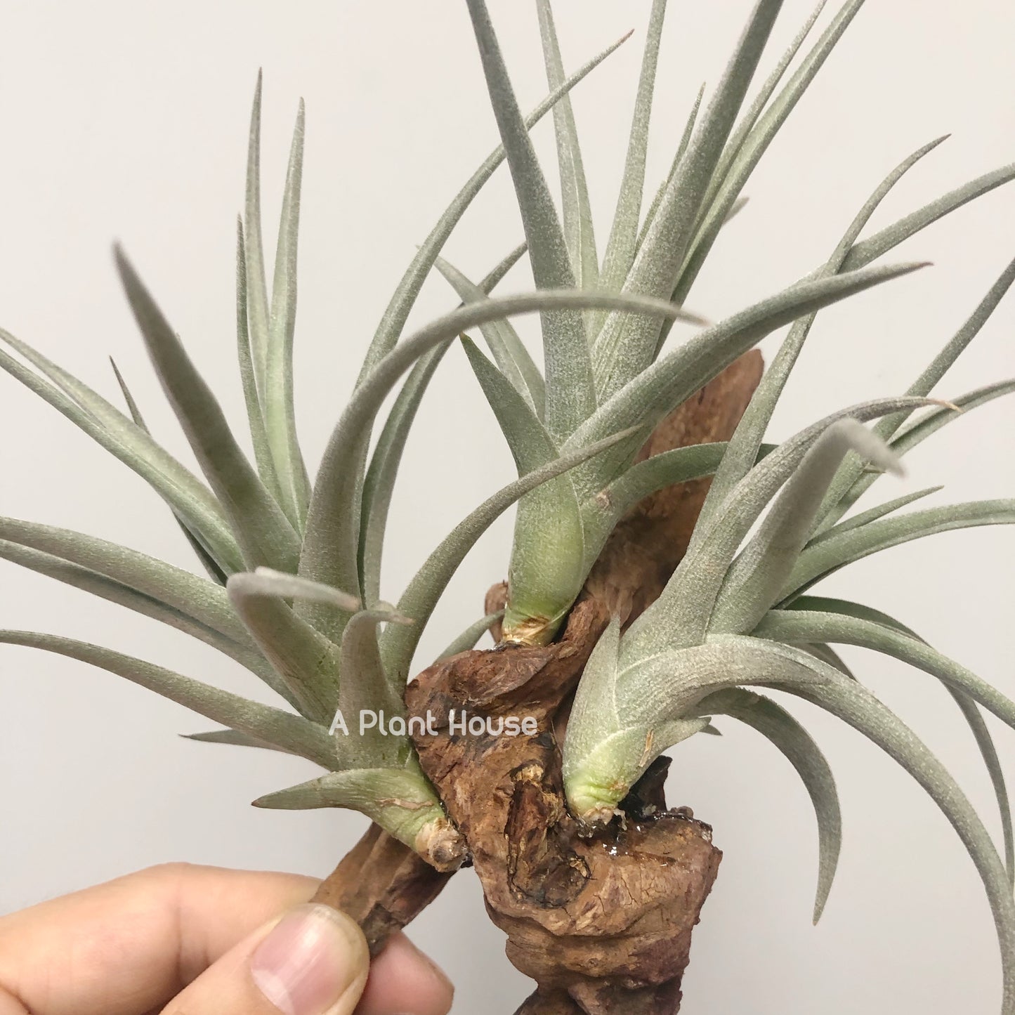 Tillandsia Bermejoensis
