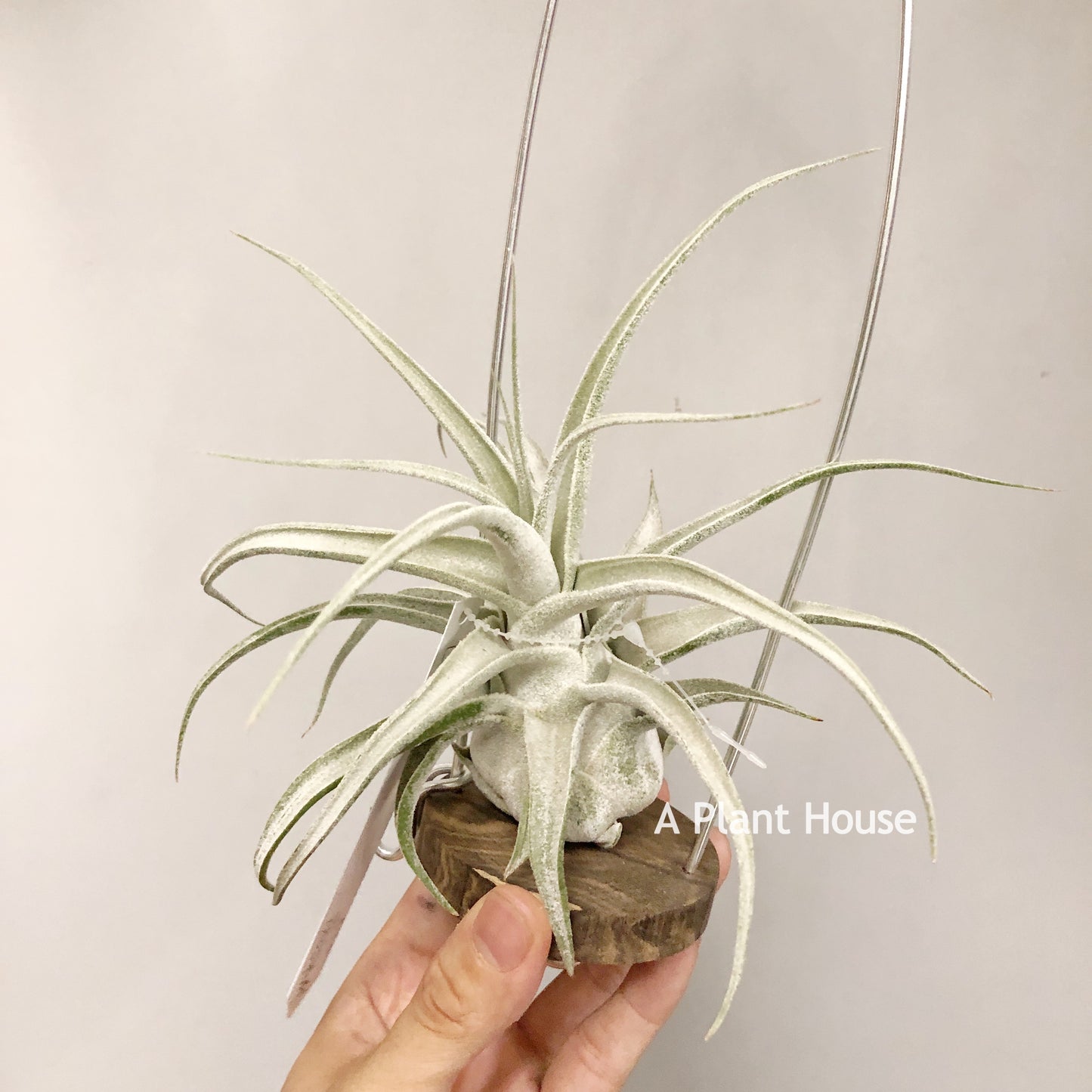 Tillandsia Lucille