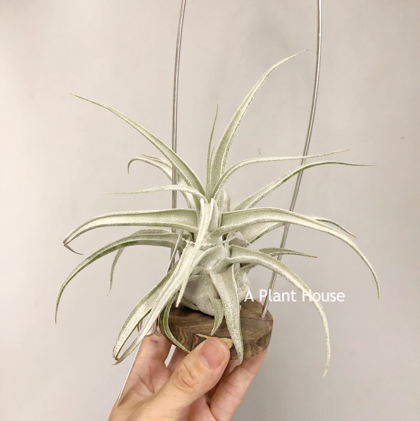Tillandsia Lucille