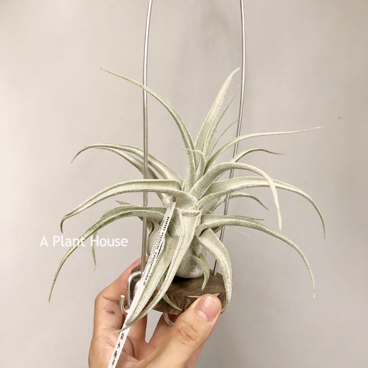 Tillandsia Lucille