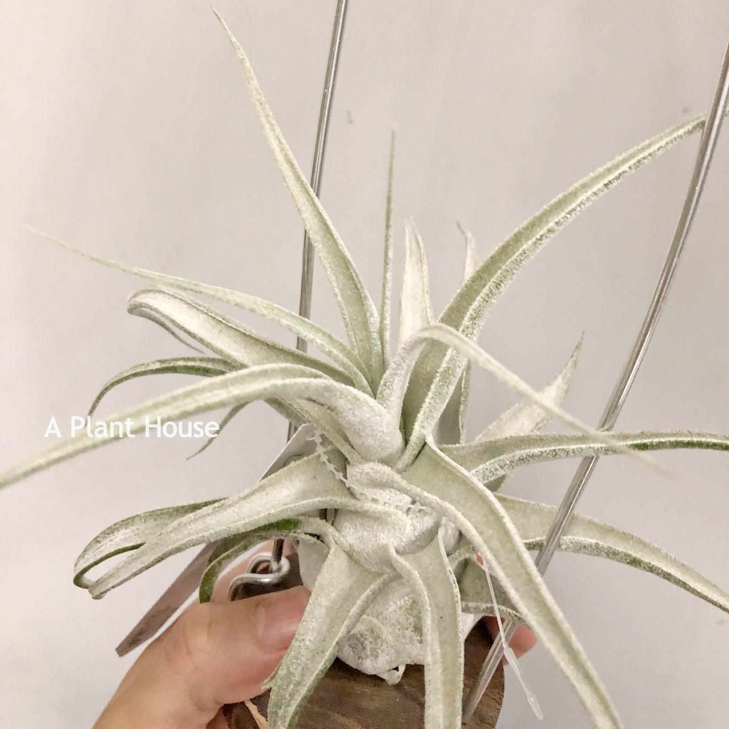 Tillandsia Lucille