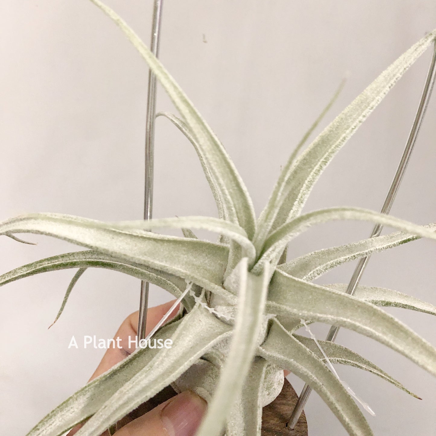 Tillandsia Lucille