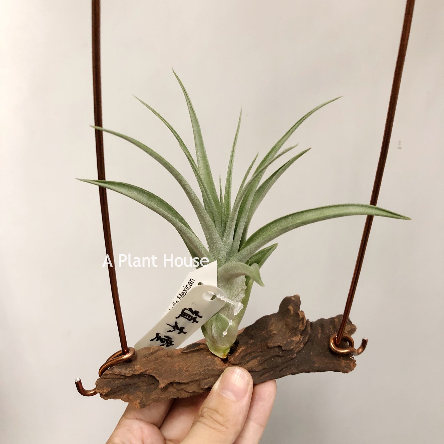 Tillandsia Streptophylla Mexican x Subteres