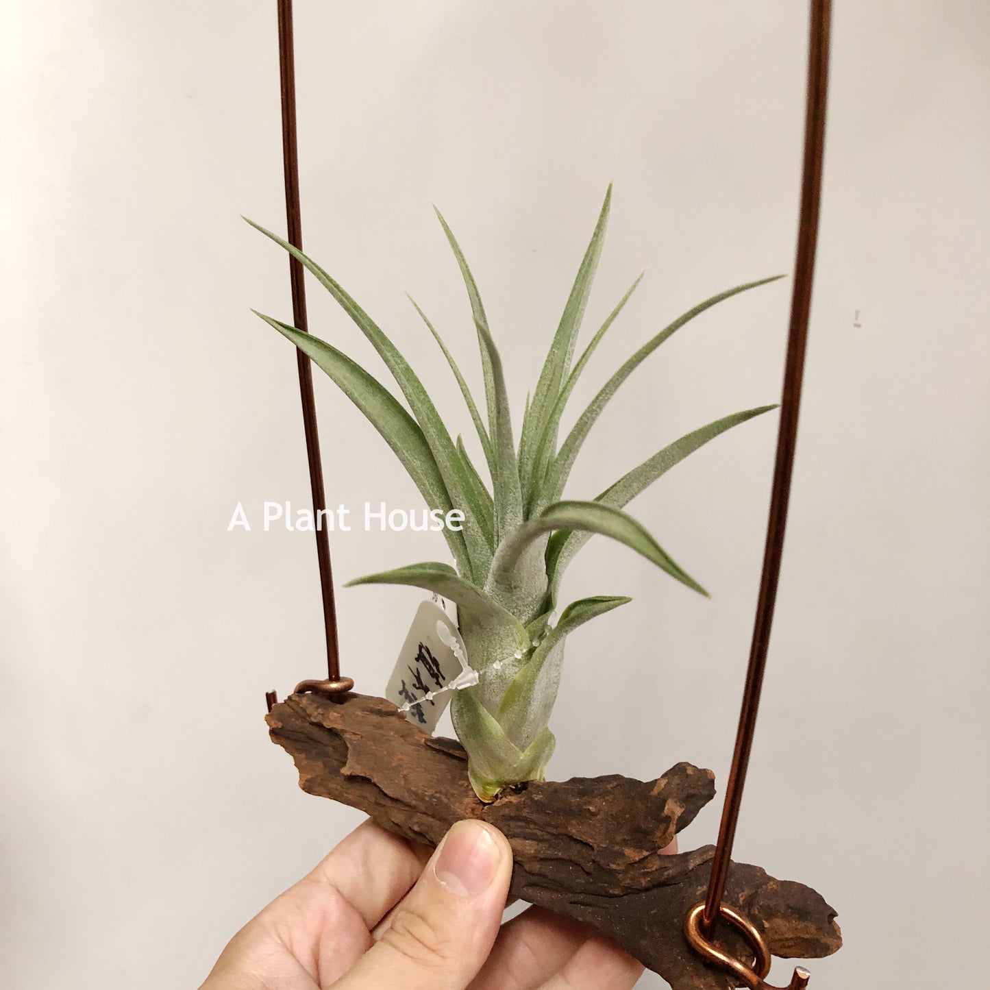 Tillandsia Streptophylla Mexican x Subteres
