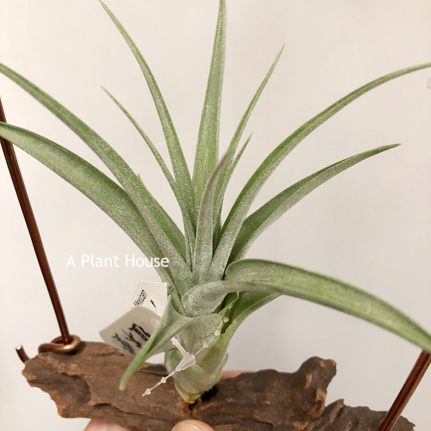 Tillandsia Streptophylla Mexican x Subteres