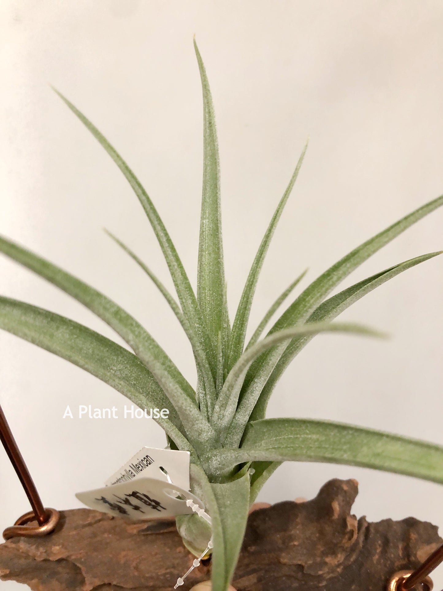 Tillandsia Streptophylla Mexican x Subteres