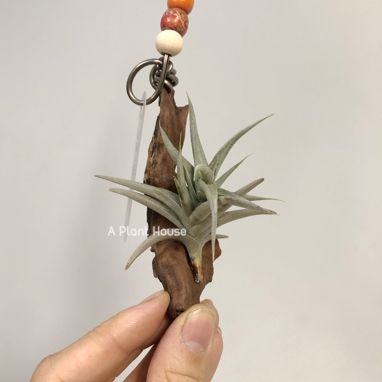 Tillandsia Major Gilliesii