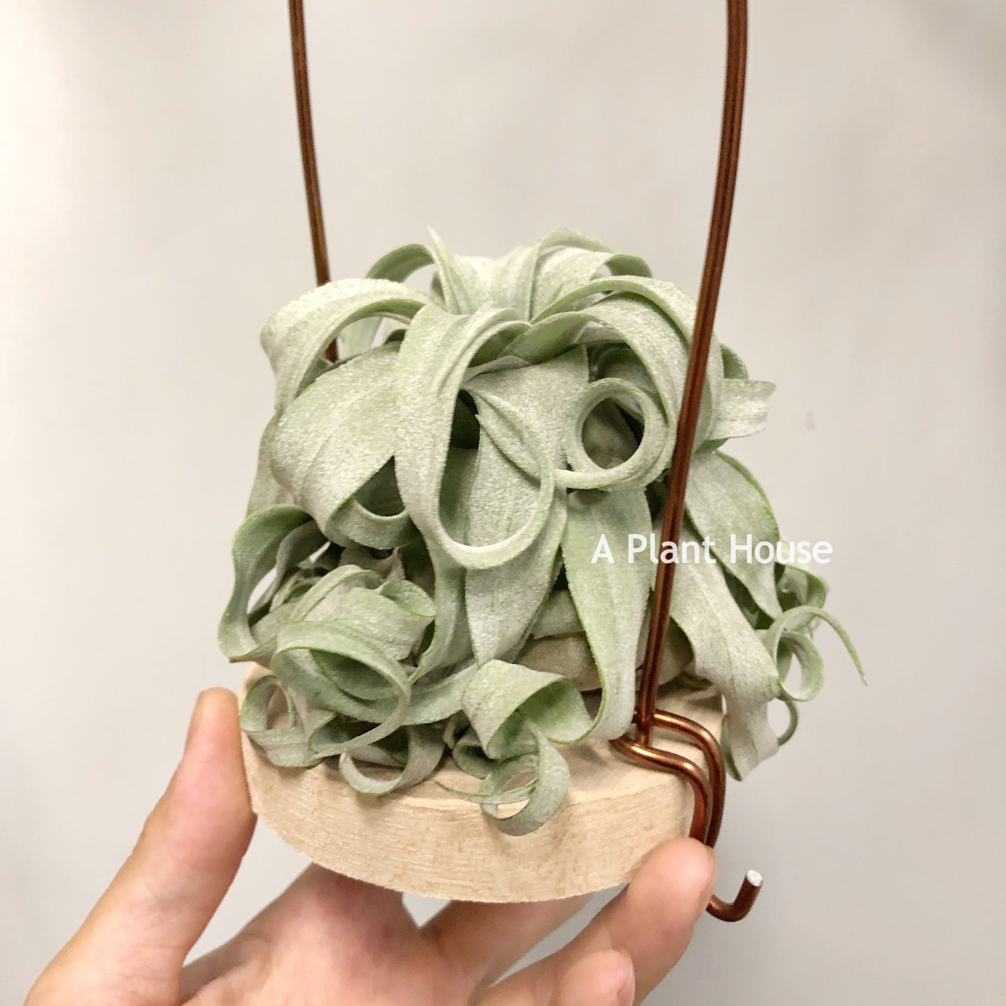 Tillandsia Streptophylla
