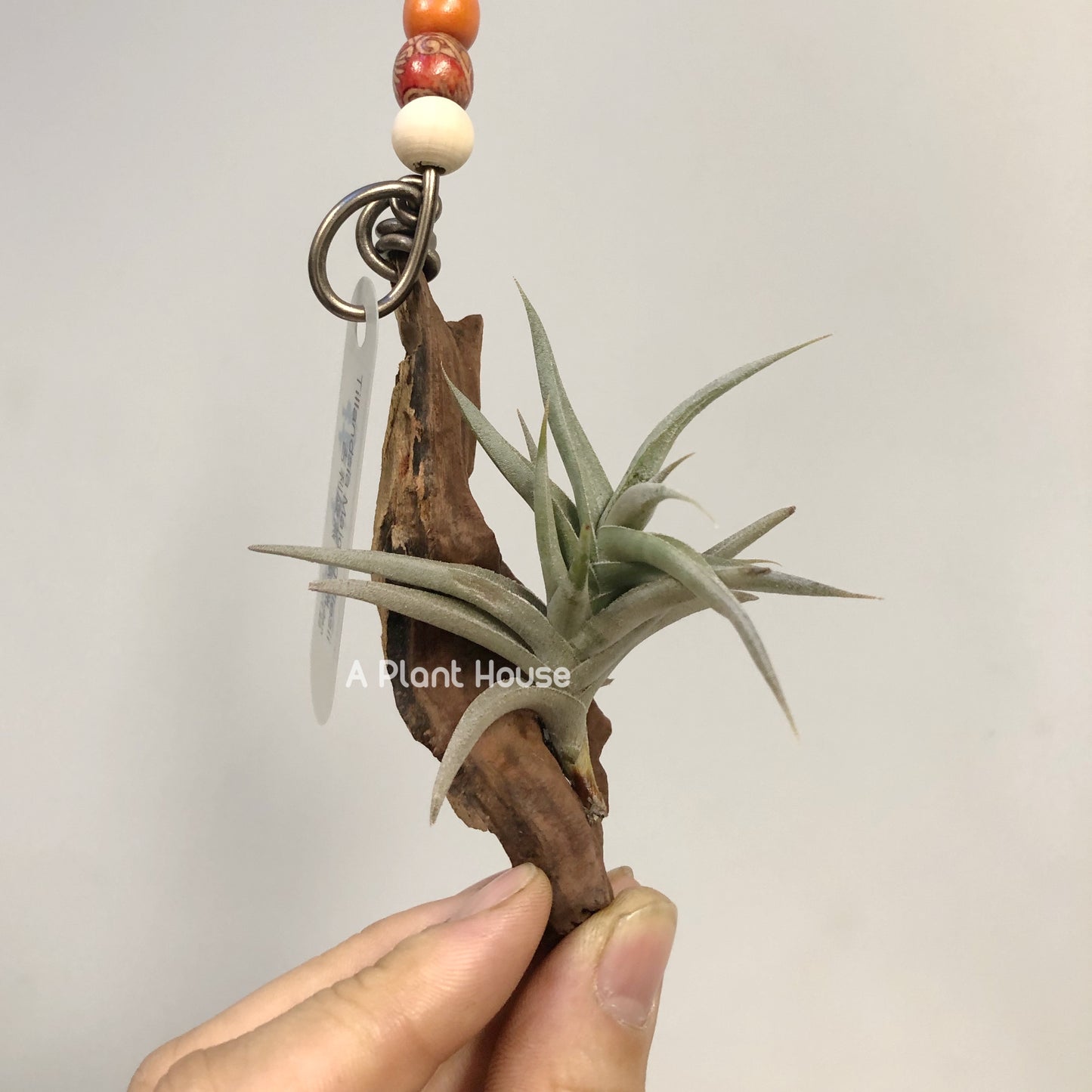 Tillandsia Major Gilliesii