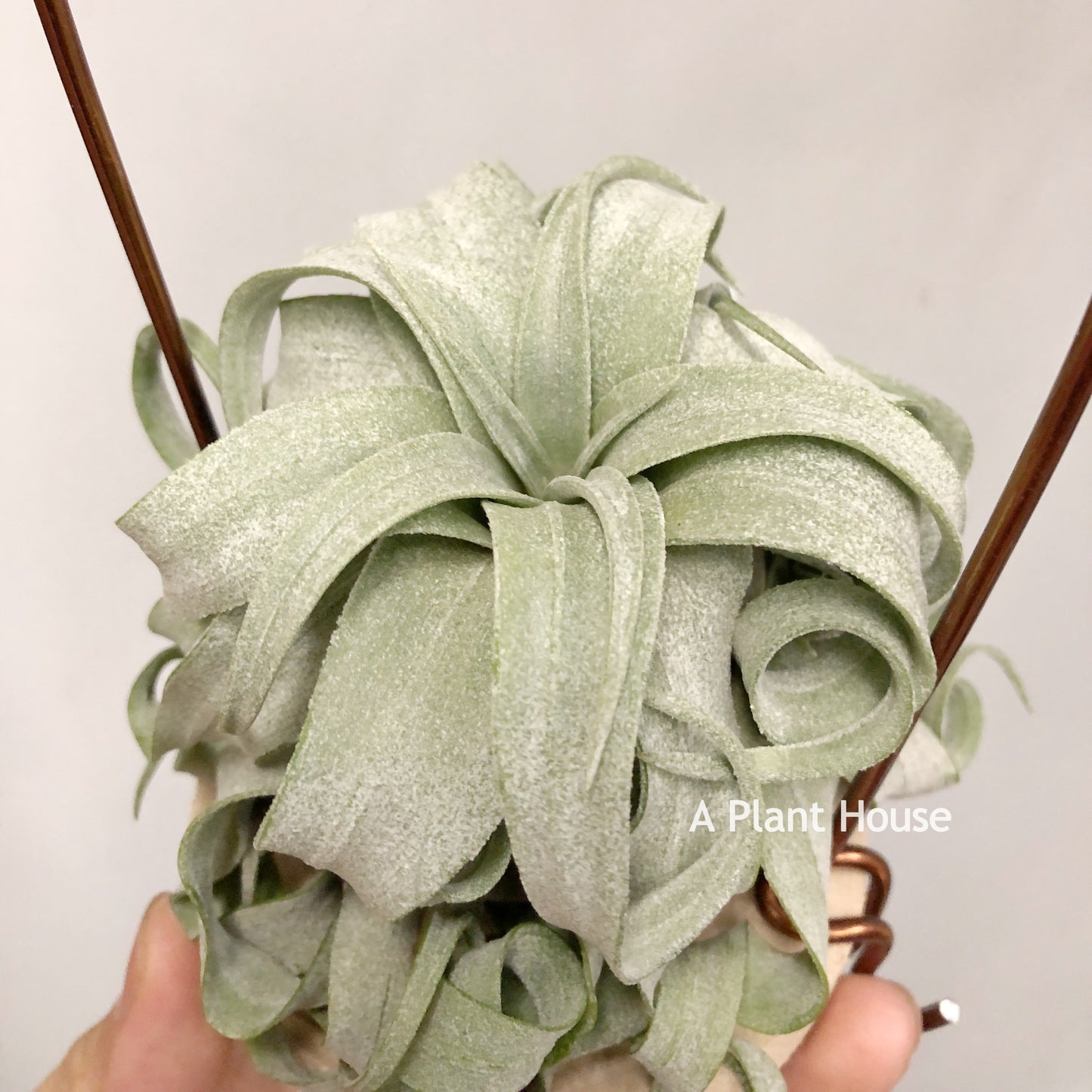 Tillandsia Streptophylla