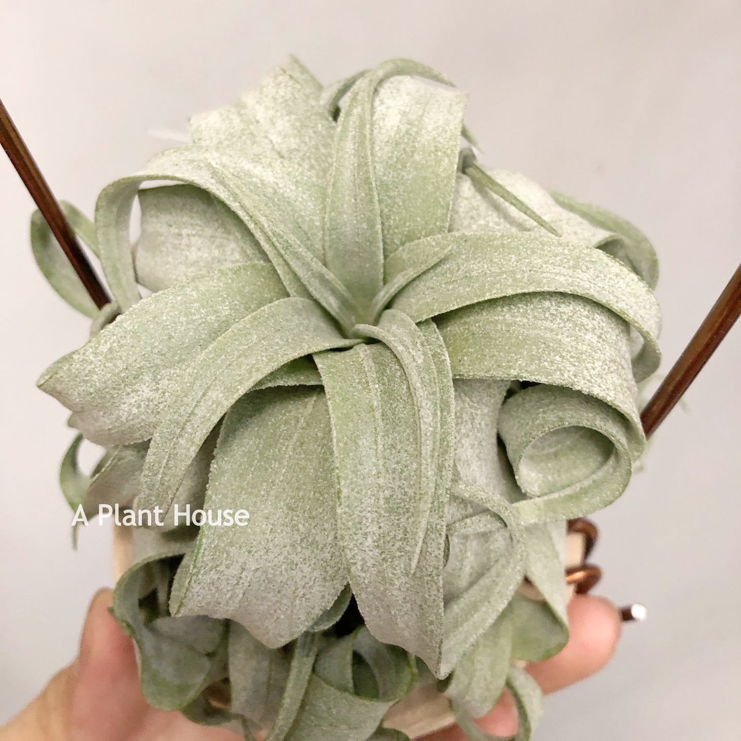Tillandsia Streptophylla