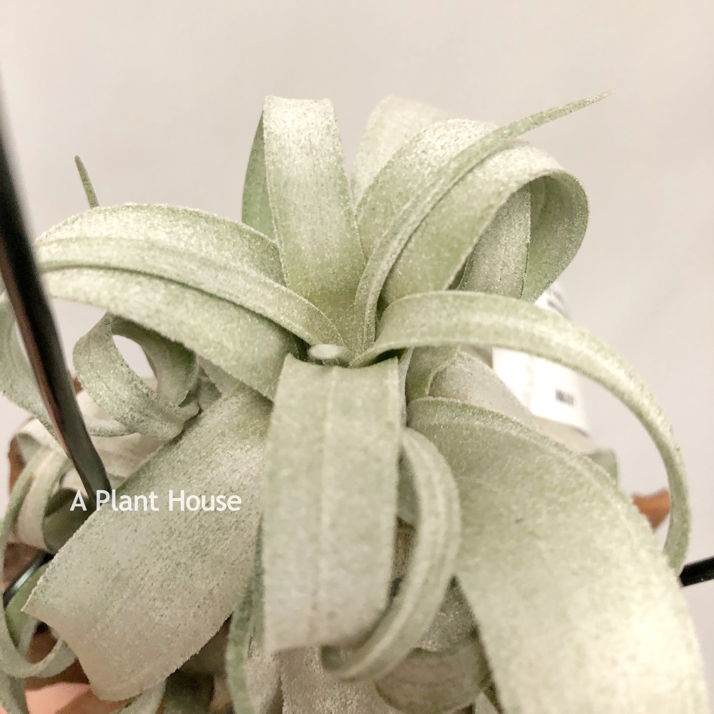 Tillandsia Regal Rene