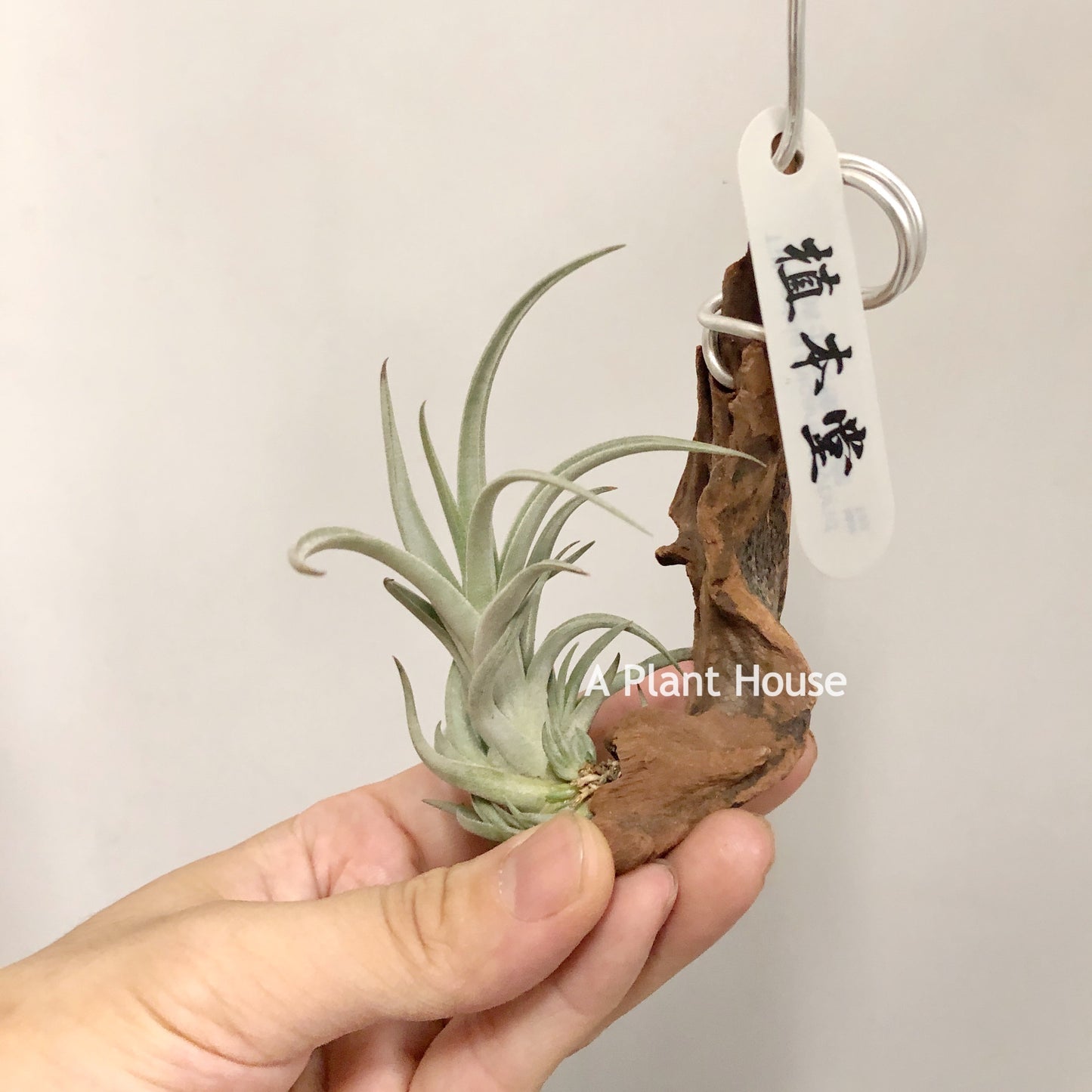 Tillandsia Bermejoensis