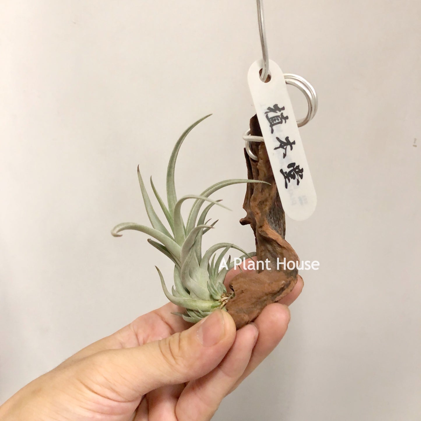 Tillandsia Bermejoensis