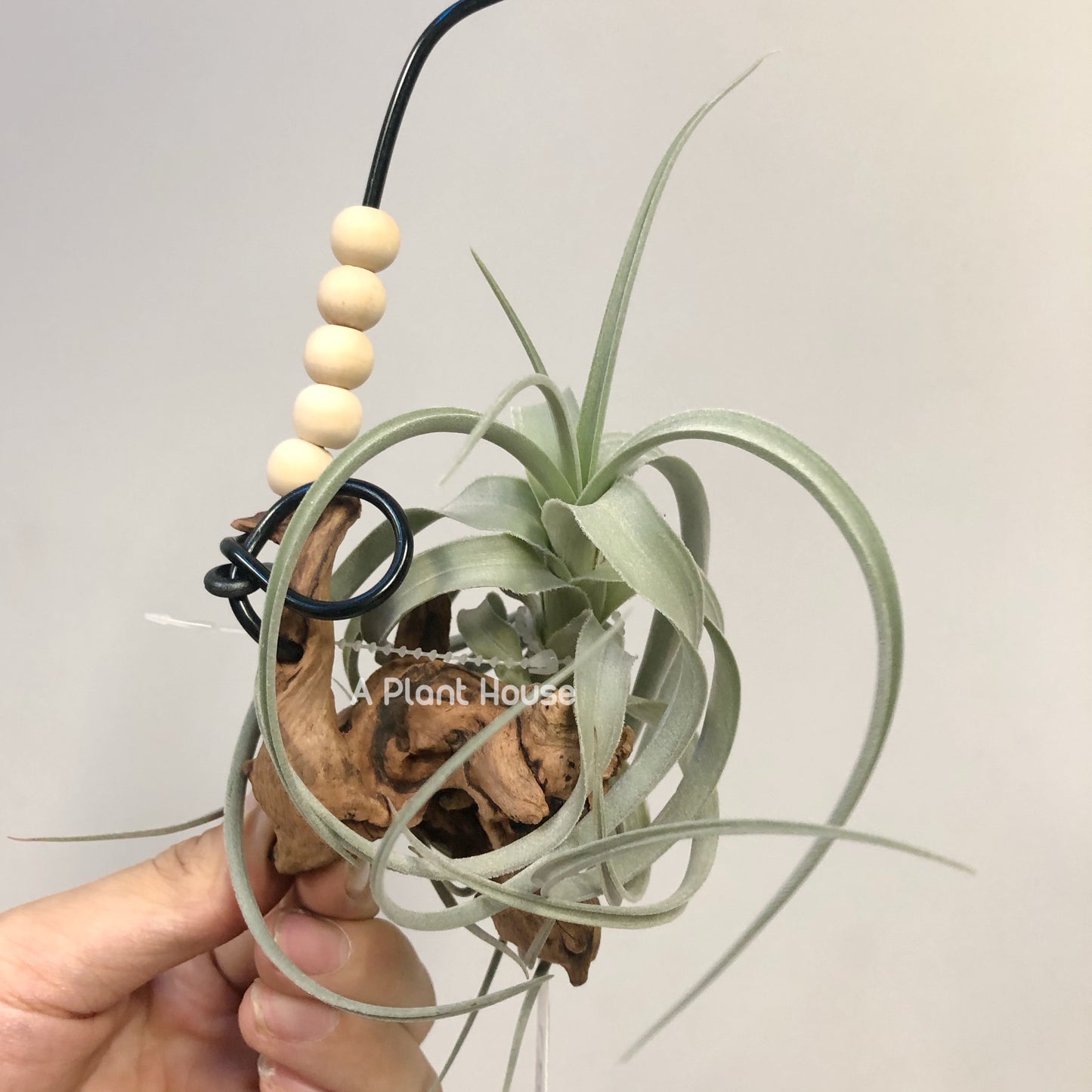 Tillandsia Bermejoensis