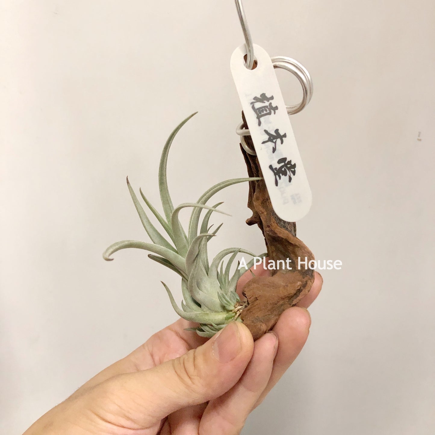 Tillandsia Bermejoensis