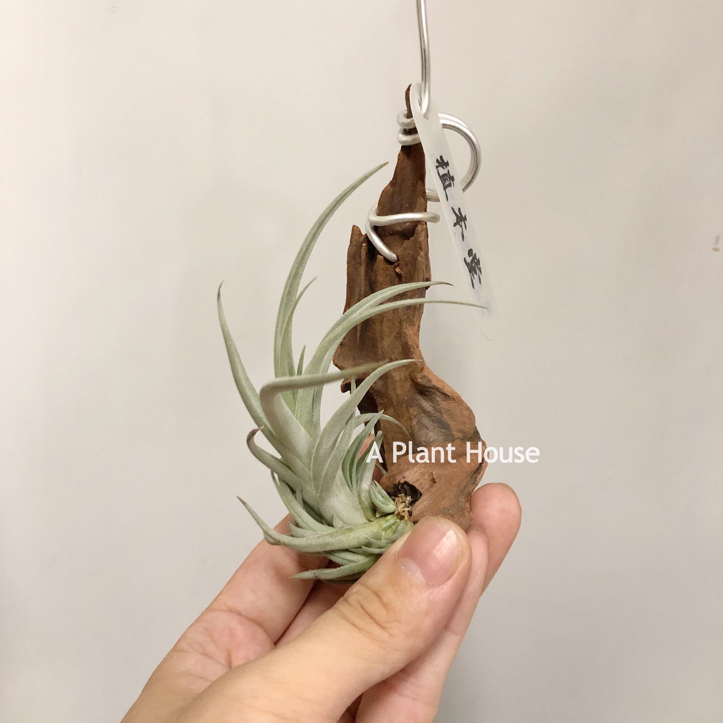 Tillandsia Bermejoensis
