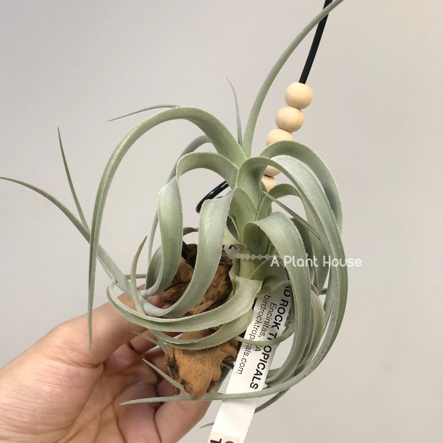 Tillandsia Bermejoensis
