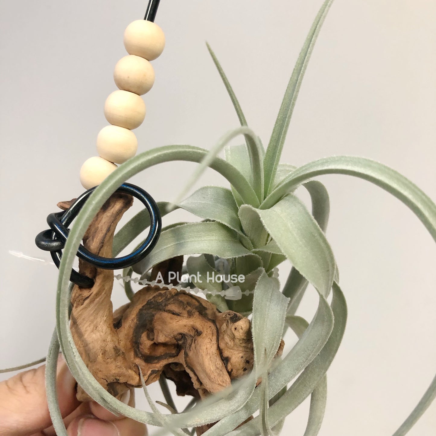 Tillandsia Bermejoensis